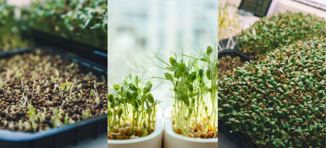 Microgreens klíčení